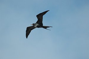 Frigatebird, Great, 2004-11045623